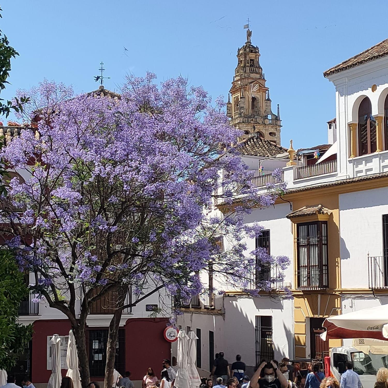 A 20 Metros De La Mezquita Catedral ,Apartamentos Turistico Cespedes 5 Córdoba Zimmer foto